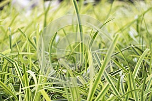 Soft focus green grasses