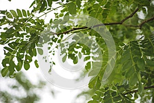 Soft focus of green leaf for background. slightly soft due to bi