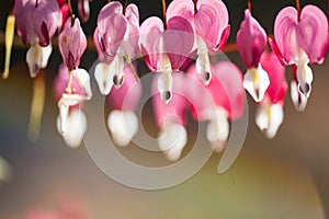 Soft focus of heart-shaped Bleeding heart flower pink and white color in s