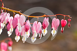 Soft focus of heart-shaped Bleeding heart flower pink and white color in summer