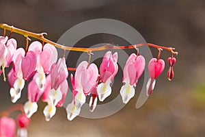 Soft focus of heart-shaped Bleeding heart flower pink and white color in summer