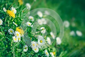 Soft focus on honey bee and dandelion