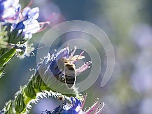 Soft focus Honey bee pollinating purple flower in summer garden nature background.