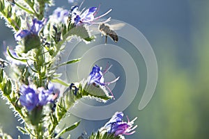 Soft focus Honey bee pollinating purple flower in summer garden nature background.