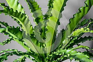 Soft focus houseplant Asplenium nidus