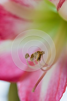 Soft focus image of full bloom pink amarylis flowers