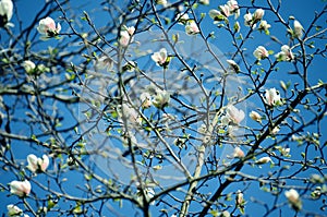 Soft focus image of magnolia flowers under sun light. spring season background