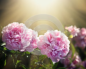 Pink and white peonies in the garden photo
