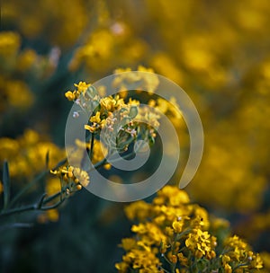 Small yellow flowers of aurinia saxatilis in the spring time photo