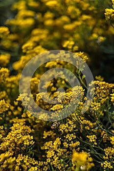 Small yellow flowers of aurinia saxatilis in the spring time photo