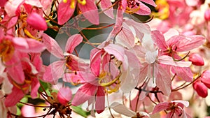 Soft focus. Java Cassia, Pink Shower, Apple Blossom Tree,Rainbow Shower Tree,Cassia javanica,Javanese Cassia,Cassia javanica,Legum