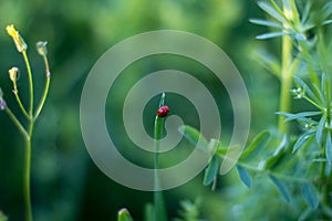 soft focus. ladybug is sitting on the grass.