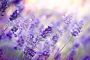 Soft focus on lavende flower