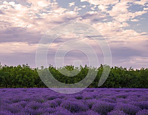 Soft focus of lavender field at the colorful sunset in a warm summer day. Beautiful landscape of lavender field. Toned image