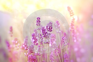 Soft focus on lavender flower