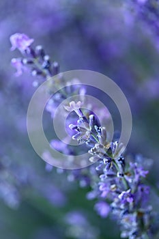 Soft focus on lavender flower, beautiful lavender flower