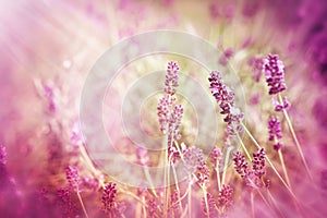 Soft focus on lavender and sun rays