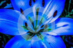 Soft focus. Lily flower. Macro abstract flower blue for decorative design.
