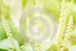 Soft focus little green and white flower spring nature background