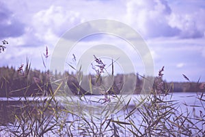 Soft focus of long grasses at the edge of a tranquil lake under cloudy skies