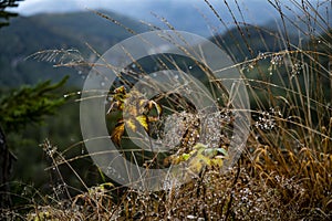 Soft focus of long grasses with water droplets after a rain