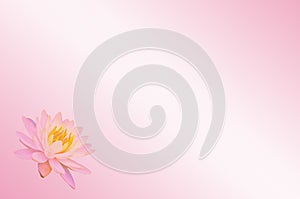 Soft focus lotus or water lily flower on pink pastel abstract background