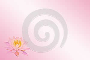 Soft focus lotus or water lily flower on pink pastel abstract background