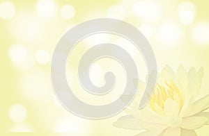 Soft focus lotus or water lily flower on yellow color abstract background