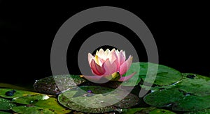 Soft focus of magic bright pink water lily or lotus flower Perry`s Orange Sunset in pond on black background