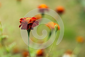 Soft focus marigold flower and closed burgeon floral natural concept photography on unfocused blurred garden background