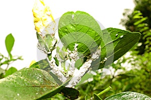 Soft focus mealybug on plant