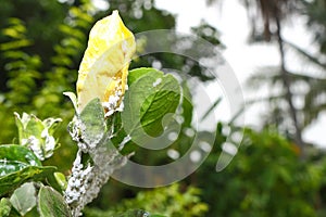 Soft focus mealybug on plant