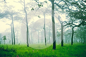 Soft focus of misty forest after rain, abstract nature background.