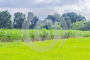 The soft focus the nature field, green paddy rice field,sugarcane plant field,the beautiful sky and cloud in Thailand.