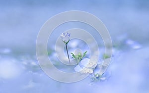 Soft focus, Nemophila or Baby blue eyes