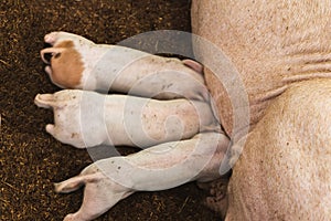 Soft focus of newborn piglets feeding from mother pig in organic farm