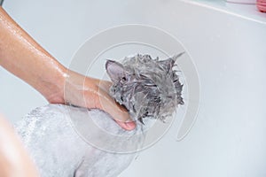 Soft focus and noise and grain. Hairdresser doing beauty care funny wet relaxing a bath or beauty salon for white persian cat or