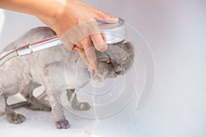 Soft focus and noise and grain. Hairdresser doing beauty care funny wet relaxing a bath or beauty salon for white persian cat or