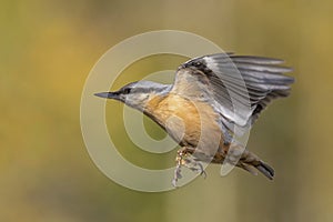 Soft focus of a nuthatch in midair