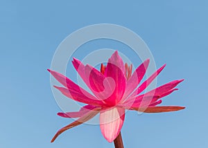 The soft focus of Nymphaea lotus, Nymphaeaceae, red pink lotus photo