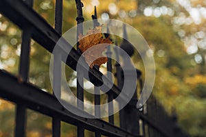 Soft focus of an orange autumn leaf caught on a black iron gate