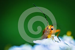 Soft focus of an orange beetle with long antennae on white flowers