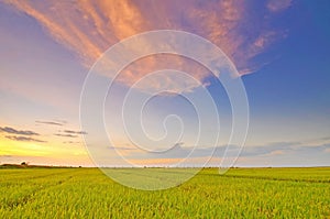 Soft focus of paddy field during sunset at Perak Malaysia.