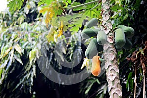 Soft focus of The papaya tree with fruits