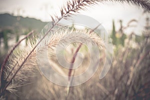 Soft focus Pennisetum: ornamental grass plumes / flowers background