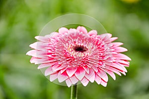 Soft focus photo gerbera flower