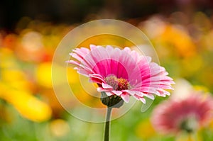 Soft focus photo gerbera flower