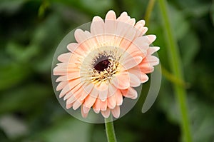 Soft focus photo gerbera flower