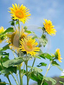 Soft focus photo of sun flowers