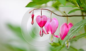 Soft focus of pink bleeding heart flowers blooming at a garden in springtime